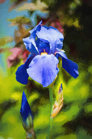 Blue Iris
