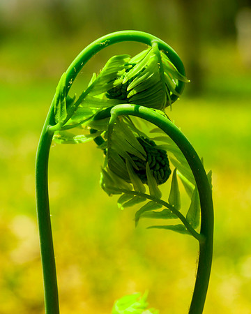 Another Spring Miracle
