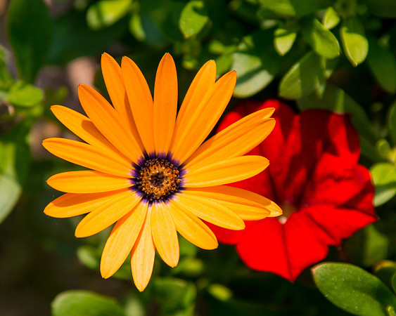 June Garden