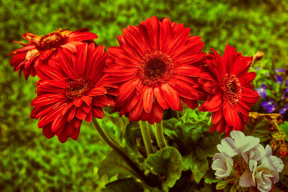 Blooming In Red