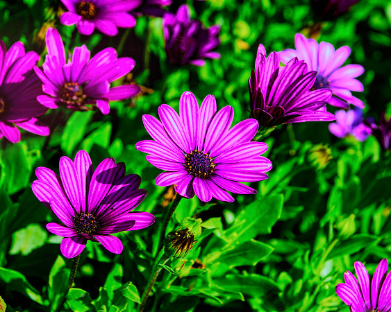Enhanced Purple Flowers