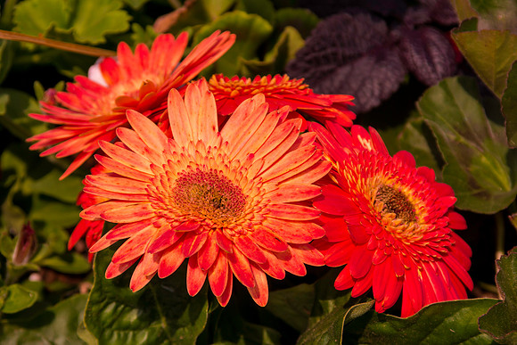 June Garden 2
