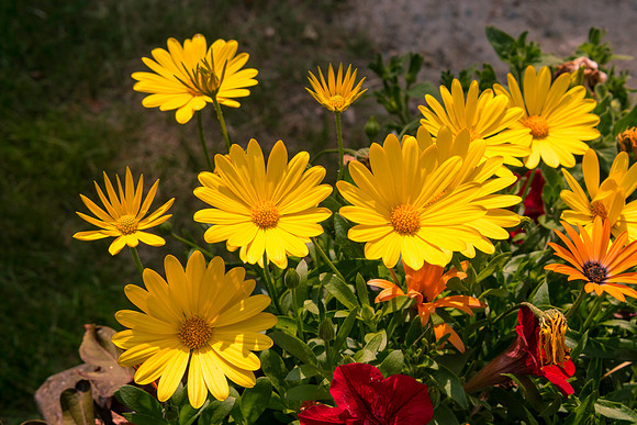 June Garden 3
