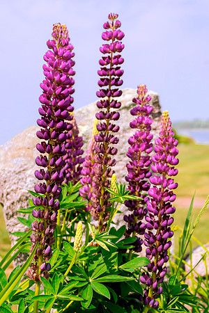 Lupine