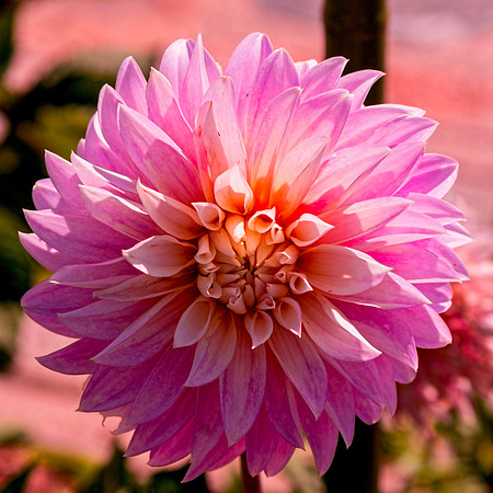 Sun Lit Dahlia