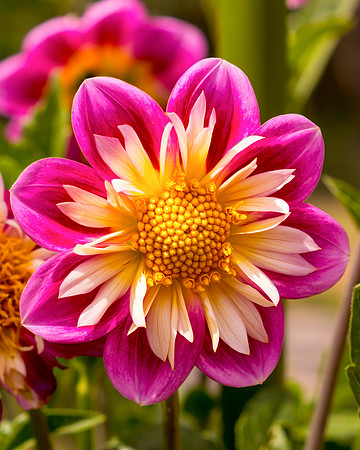 Dahlia In Bloom 2