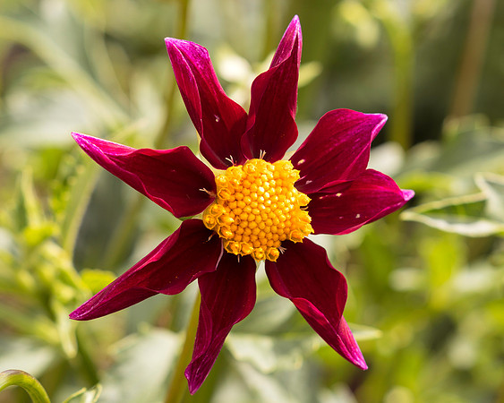 Dahlia In Bloom 3