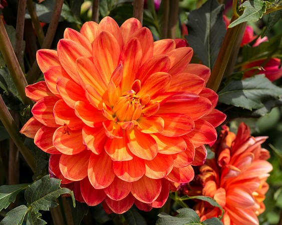 Dahlia In Bloom 1