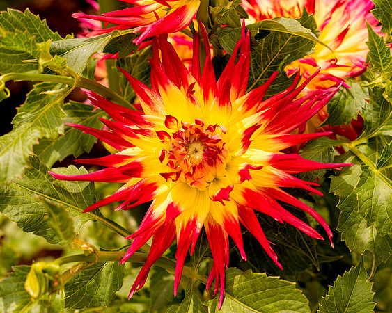 Dahlia In Bloom 4