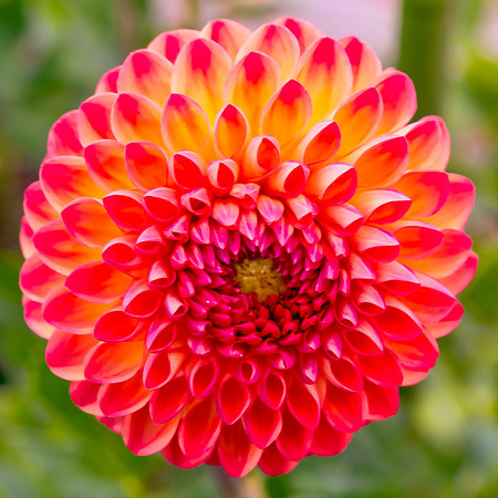 Dahlia In Bloom 5
