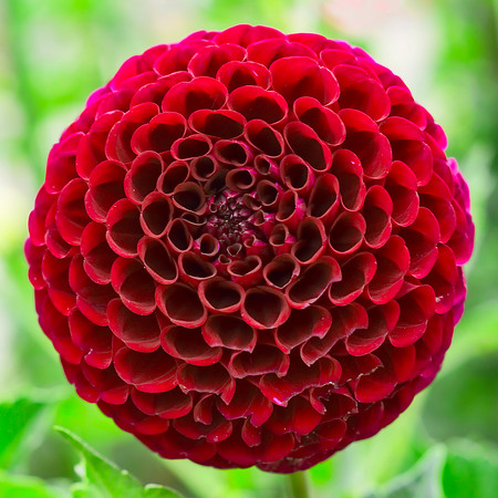 Dahlia In Bloom 6