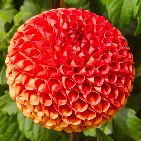 Dahlia In Bloom 7