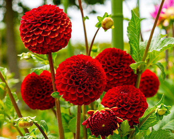 Dahlia In Bloom 8