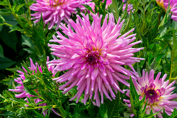 Dahlia In Bloom 9