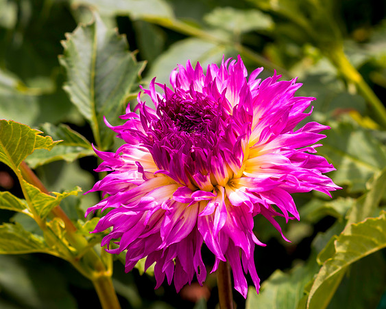 Dahlia In Bloom 10