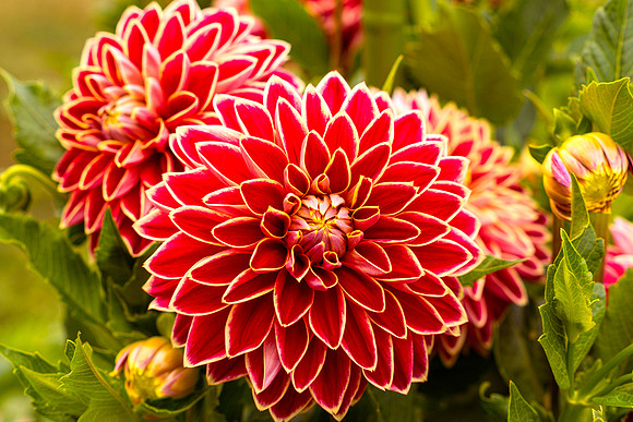 Dahlia In Bloom 11