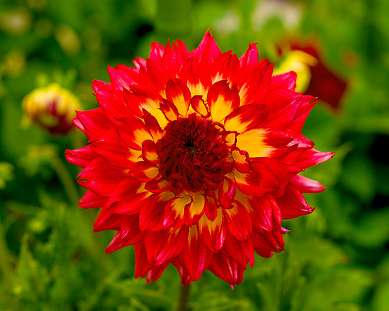 Dahlia In Bloom 12