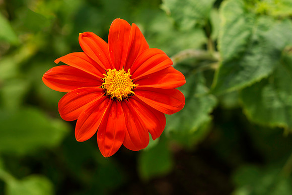 Dahlia In Bloom 13