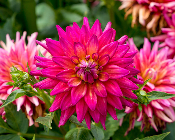 Dahlia In Bloom 15