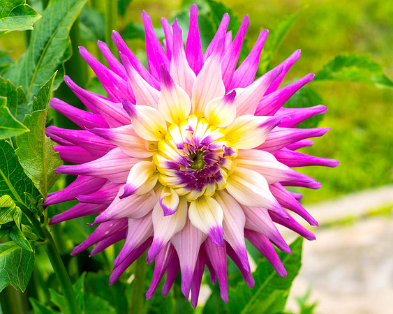 Dahlia In Bloom 16