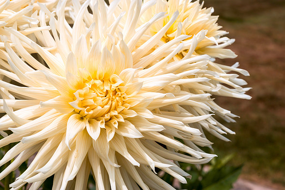 Dahlia In Bloom 14