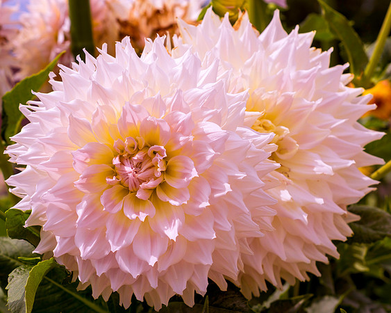 Dahlia In Bloom 17