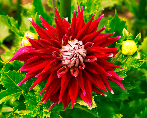 Dahlia In Bloom 18