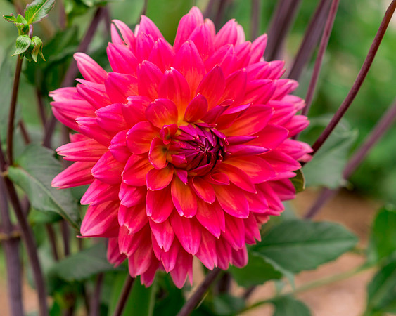 Dahlia In Bloom 19