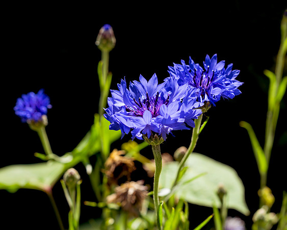 Black And Blue