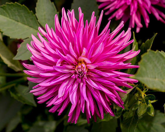 Dahlia Display 20