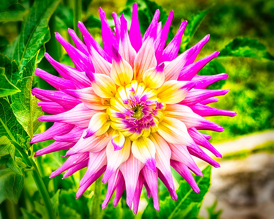 Vibrant