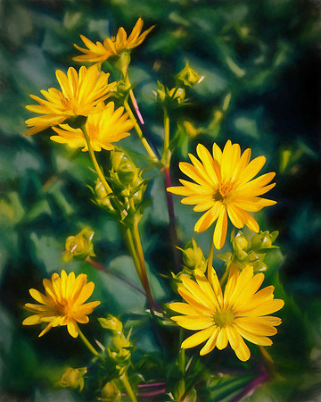 Garden Grace