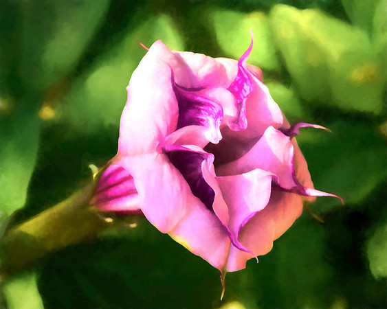 Gnarled 2