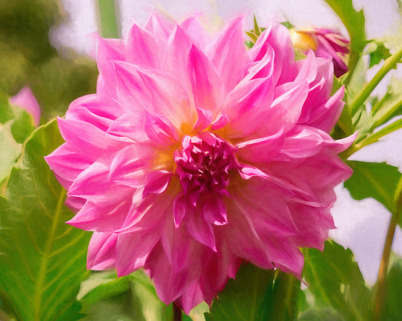 Pink Dahlia