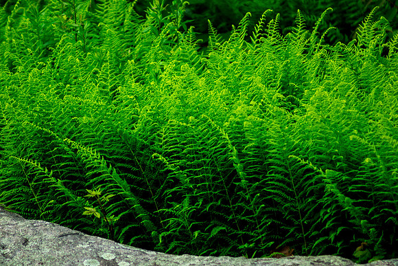 Just Ferns