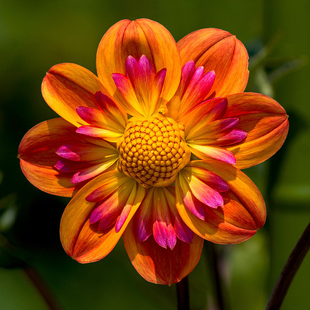 Blooming Beauty