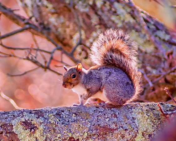 Squirrel!