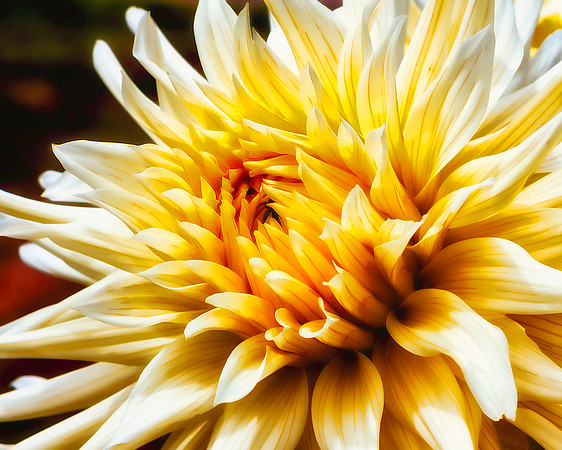 Dahlia In Bloom 21