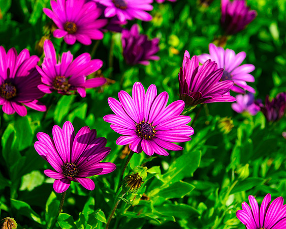 Purple Flowers