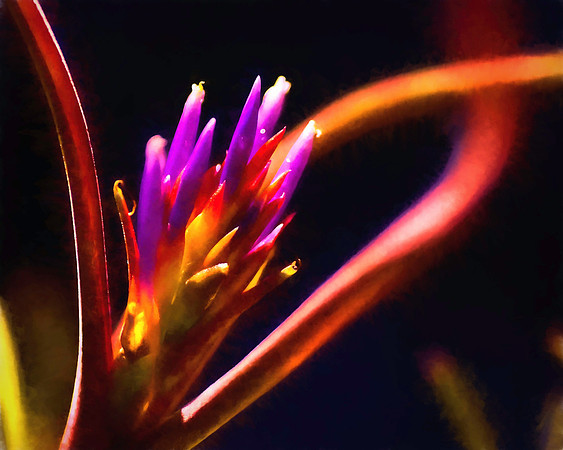 Natural Artistry