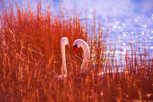 Behind The Reeds