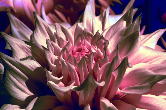 Darkened Dahlia
