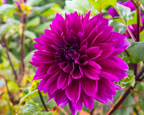 Purple Dahlia