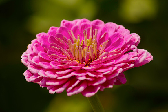 Blooming Out Pink
