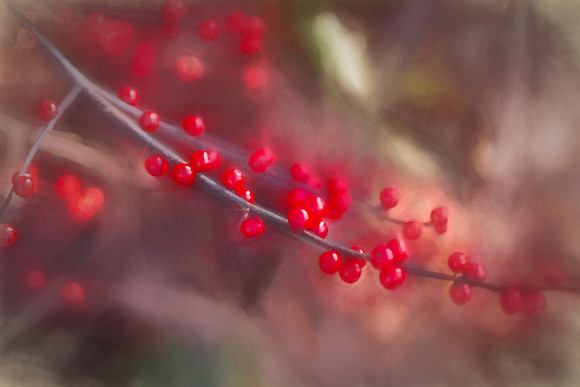 Winter Berries Alt