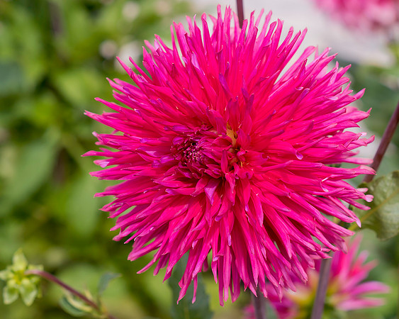 Dahlia In Bloom 22