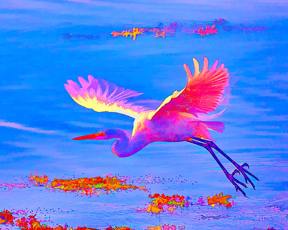 Of A Different Feather