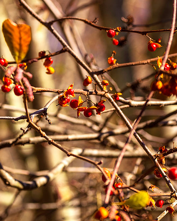 Winter Berries 2