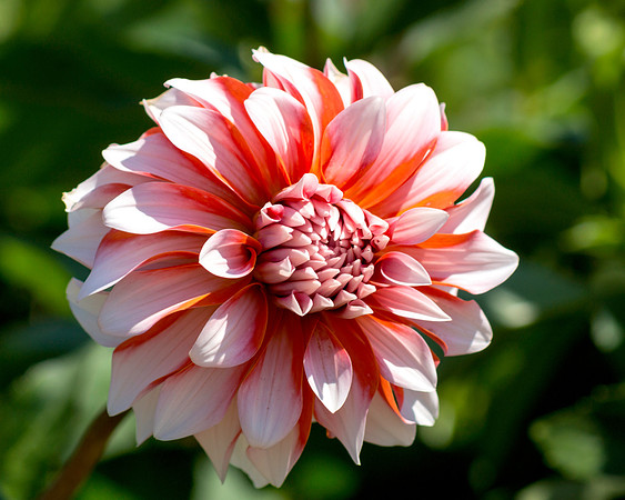 Ender's Island Dahlia