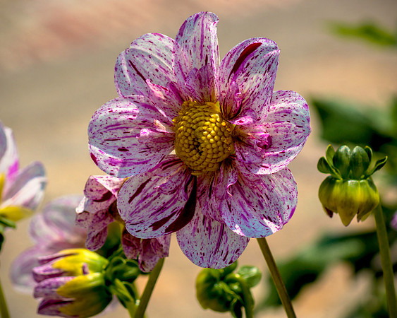 Designer Dahlia